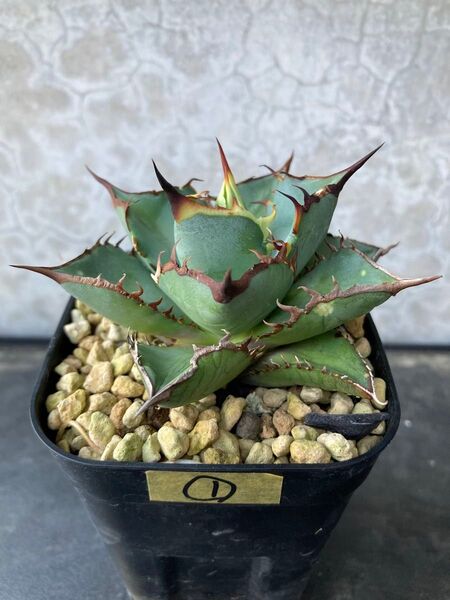 ① 黒犀牛 Agave アガベ チタノタ オテロイ多肉植物