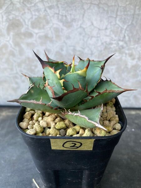 ② 黒犀牛 Agave アガベ チタノタ オテロイ多肉植物