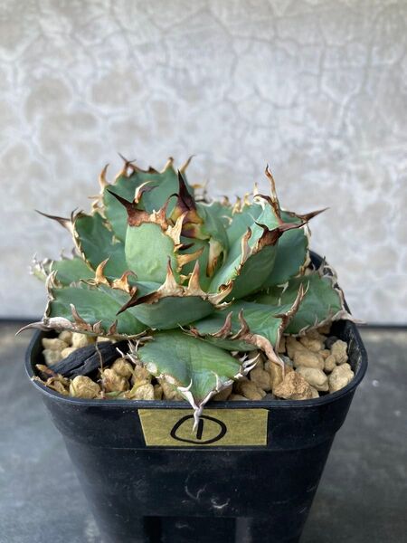 ①フィリグリー Agave アガベ チタノタ オテロイ多肉植物