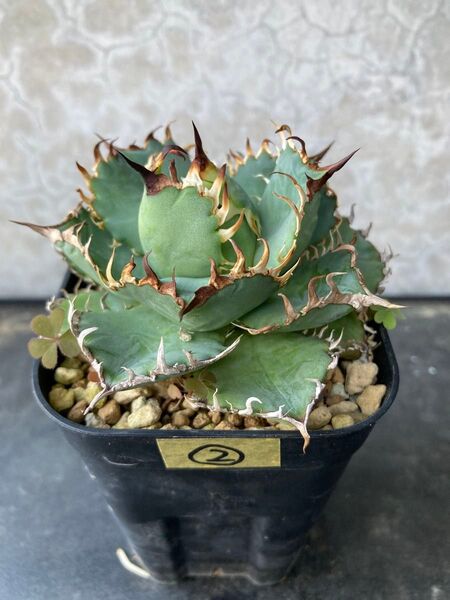 ②フィリグリー Agave アガベ チタノタ オテロイ多肉植物