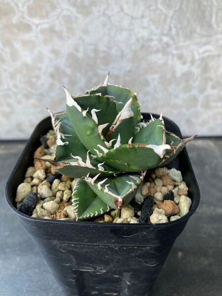 ①SAD Agave アガベ チタノタ オテロイ多肉植物