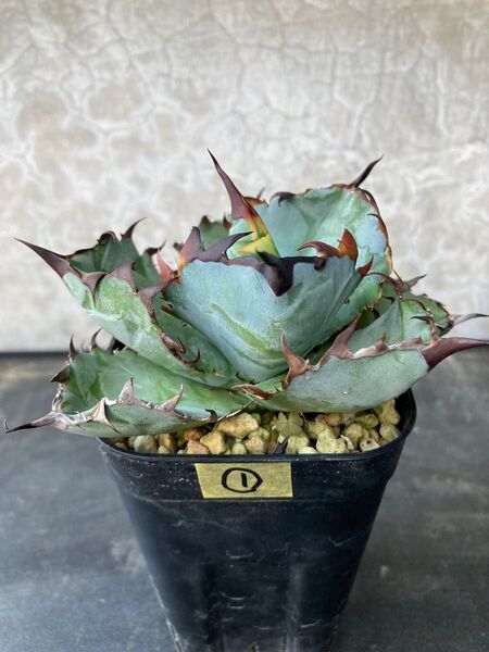 ①Black&Blue BB Agave アガベ チタノタ オテロイ多肉植物