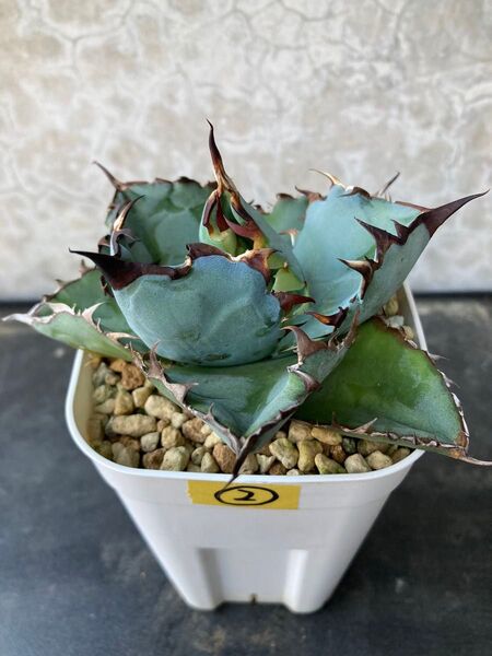 ②Black&Blue BB Agave アガベ チタノタ オテロイ多肉植物