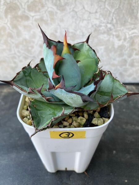 ③Black&Blue BB Agave アガベ チタノタ オテロイ多肉植物