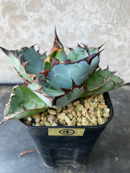 ④Black&Blue BB Agave アガベ チタノタ オテロイ多肉植物