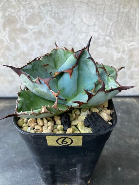 ⑥Black&Blue BB Agave アガベ チタノタ オテロイ多肉植物