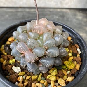 ハオルチア オブツーサ ブルーレンズ錦 斑入り 多肉植物 ハオルシア