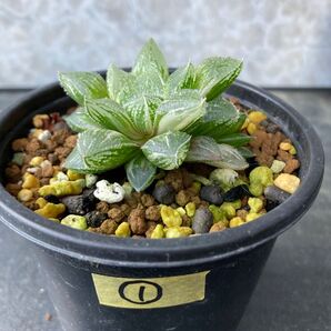 ①魔剣 錦 斑入り ハオルチア 多肉植物 ハオルシア