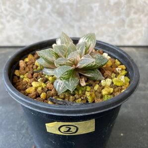 ②魔剣 錦 斑入り ハオルチア 多肉植物 ハオルシア