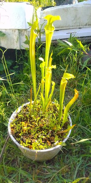 サラセニア オレオっぽいフラバ交配種 食虫植物