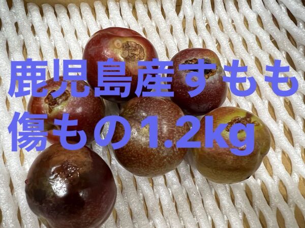 鹿児島産すもも傷もの1.2kg