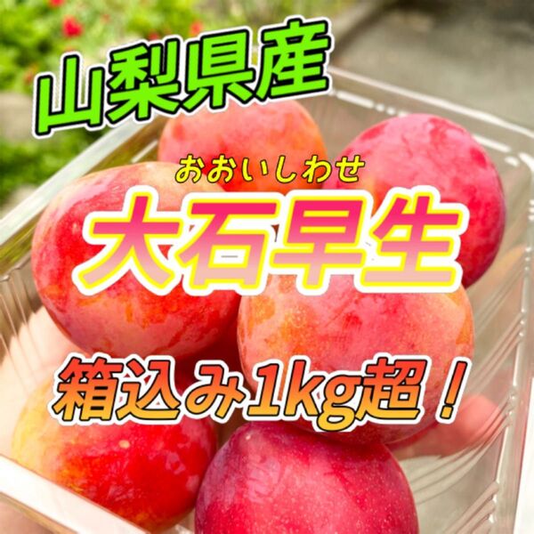 山梨県産 すもも プラム 大石早生 箱込み1kg コンパクト ④