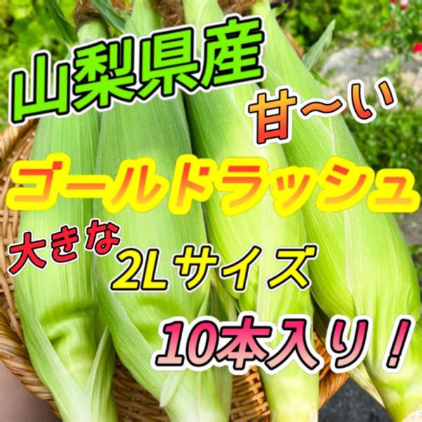 山梨県産 とうもろこし ゴールドラッシュ 2Lサイズ 10本入り ③