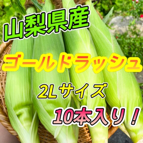 山梨県産 とうもろこし ゴールドラッシュ 2Lサイズ 10本入り ⑥