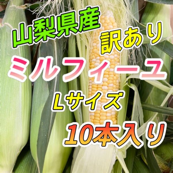山梨県産 訳あり とうもろこし ミルフィーユ Lサイズ 10本入 ⑫