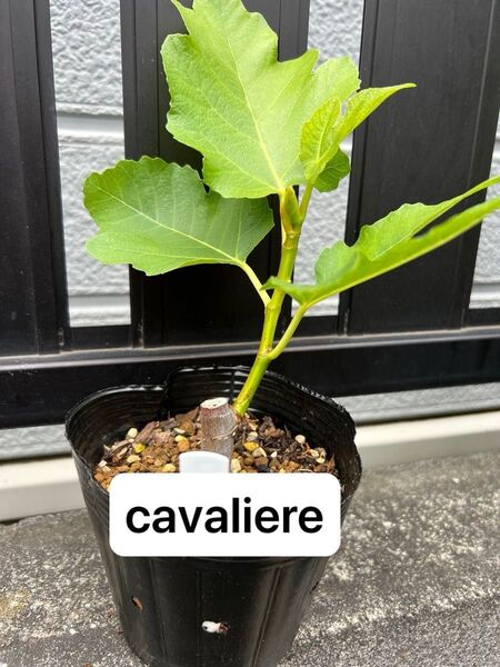 Cavaliere(カヴァリエーレ) いちじく 挿し木苗
