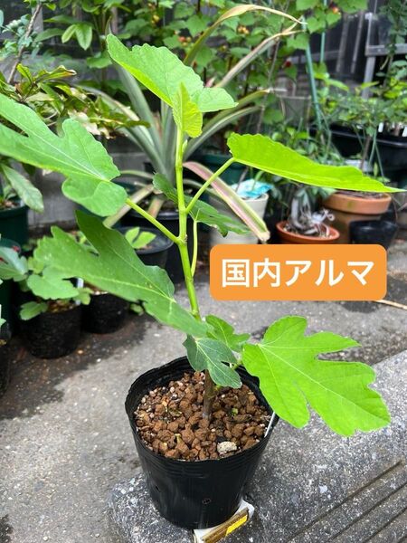 国内アルマ Alma jp いちじく 苗木