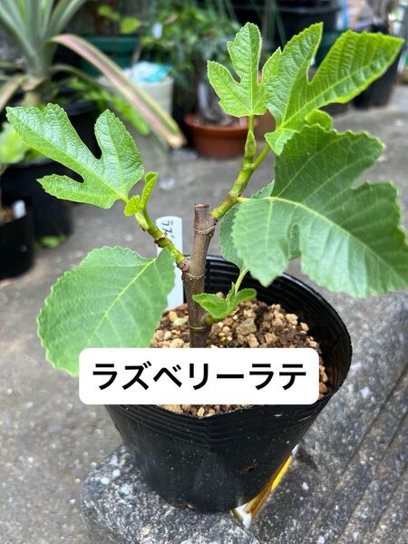 ラズベリーラテ Raspberry Latte c いちじく 苗木