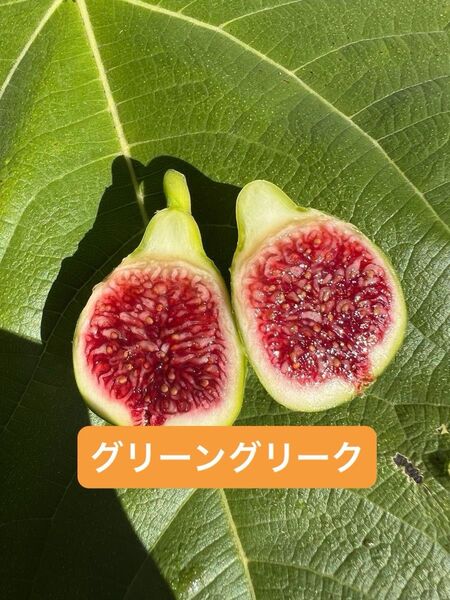 GREEN GREEK グリーングリークc いちじく 苗木