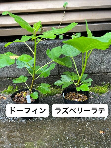ドーフィン ラズベリーラテ 2品種セット いちじく苗