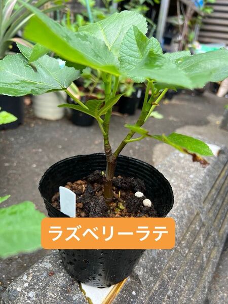 ラズベリーラテ b Raspberry Latte いちじく苗