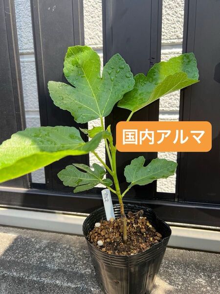 国内アルマ Alma jp いちじく 苗木