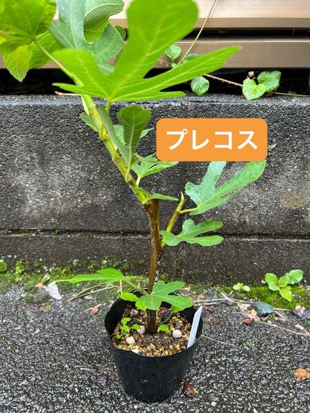 プレコス いちじく 挿木苗
