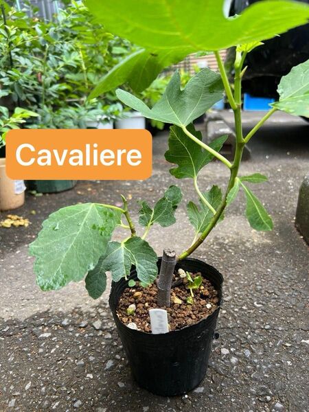 Cavaliere カヴァリエーレc いちじく 苗木