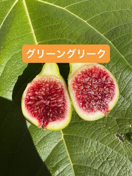GREEN GREEK グリーングリークd いちじく苗