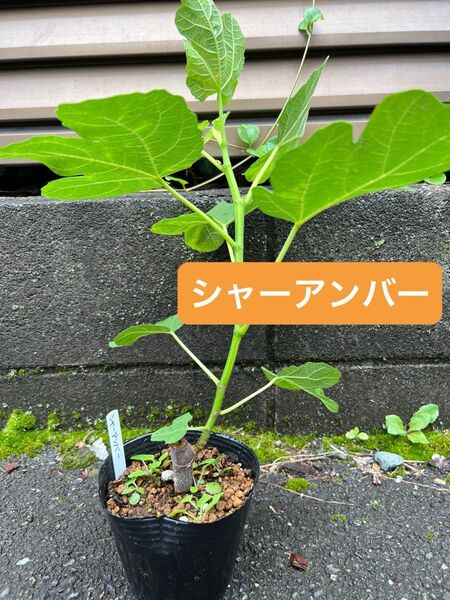 シャーアンバー いちじく 苗木