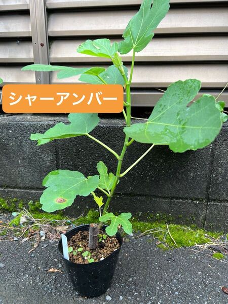 シャーアンバー Schar Amber いちじく 苗木