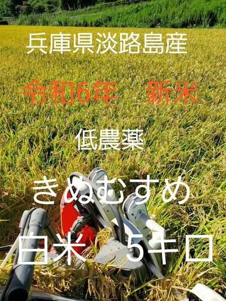 【令和6年新米】兵庫県淡路島産きぬむすめ精米後5キロ(低農薬白米)農家直送