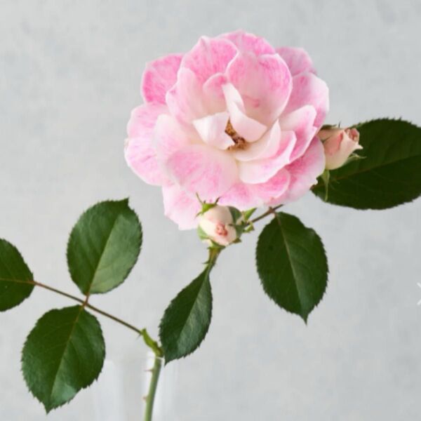 薔薇挿し木苗 かりん①蕾を持ちました。蕾が膨らんで咲きそうです