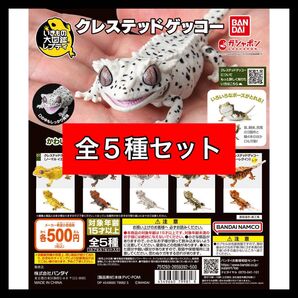 〈全5種セット〉 いきもの大図鑑レプティ クレステッドゲッコー バンダイ