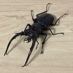 プラネットミヤマクワガタ いきもの大図鑑くわがた06 バンダイ