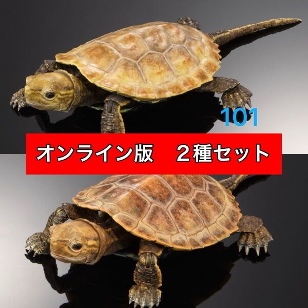 〈オンライン版 2種セット〉 イシガメ いきもの大図鑑アドバンス カメ02 バンダイ