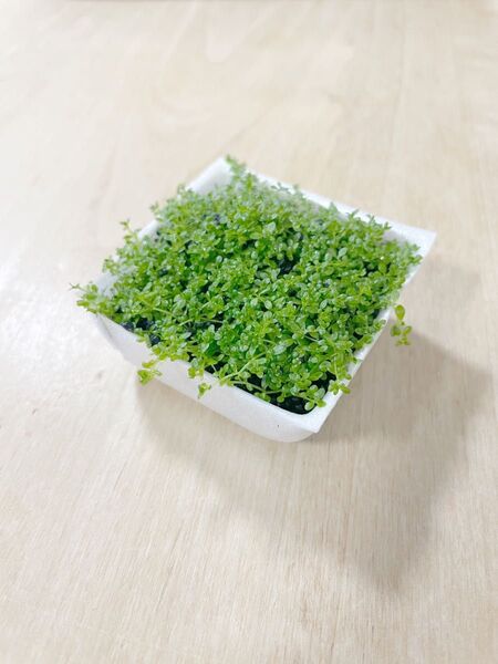 キューバパールグラス(水上葉)無農薬4 残10