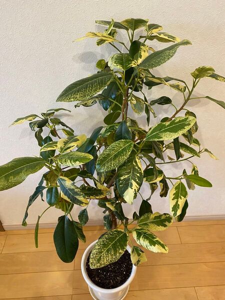 超希少 観葉植物 フランスゴムの木 美形 斑入り (フィカス ルビギノーサ )