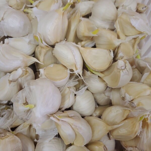 発芽あり。令和6年度 青森県産 バラ にんにく 1kg