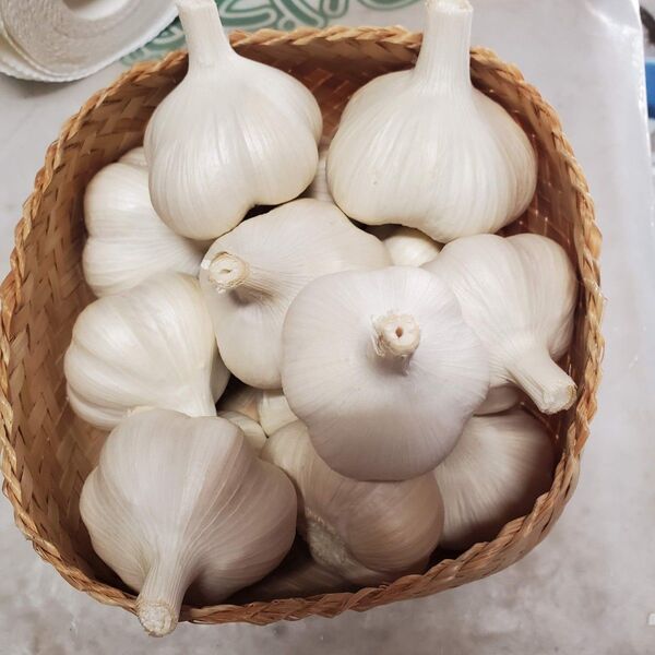 令和7年度 青森県産 生にんにく Mサイズ1kg
