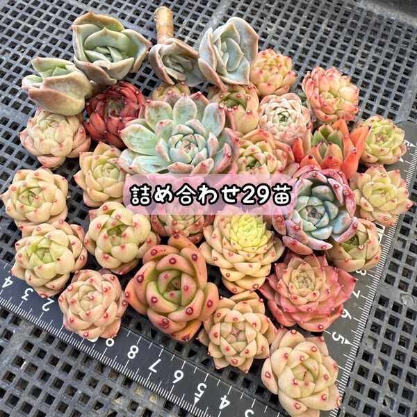 ★ゆうパケットポスト発送★多肉植物 韓国苗 エケベリア 詰め合わせ 訳あり含む29苗セット