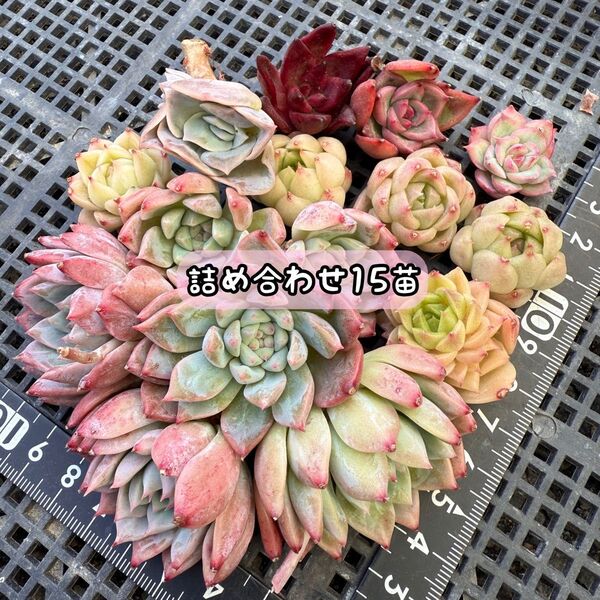 ★ゆうパケットポスト発送★多肉植物 韓国苗 エケベリア 詰め合わせ 訳あり15苗セット