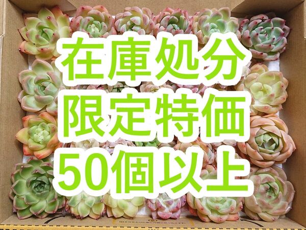 25060806 【在庫処分】 多肉植物 エケベリア 50個以上 【訳アリセット】