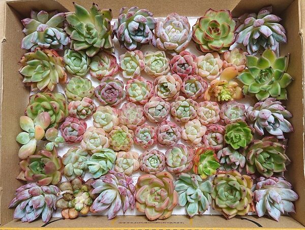 25062702 多肉植物 エケベリア 50個以上 寄せ植えセット カット苗 詰め合わせ