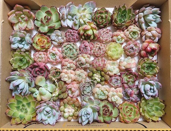 25062701 多肉植物 エケベリア 50個以上 寄せ植えセット カット苗 詰め合わせ