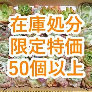 25060402 【在庫処分】 多肉植物 エケベリア 50個以上 【訳アリセット】