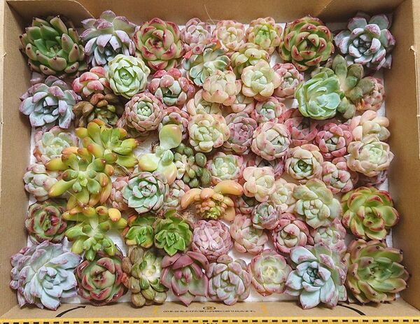 25062405 多肉植物 エケベリア 70個以上 寄せ植えセット カット苗 詰め合わせ