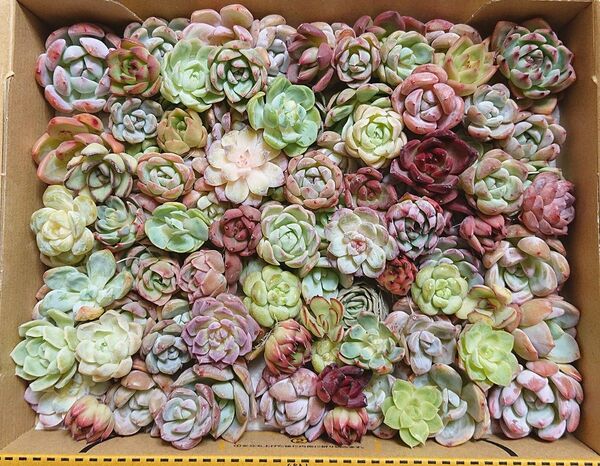 25062709 多肉植物 エケベリア 100個以上 寄せ植えセット カット苗 詰め合わせ