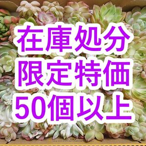 25060406 【在庫処分】 多肉植物 エケベリア 50個以上 【訳アリセット】