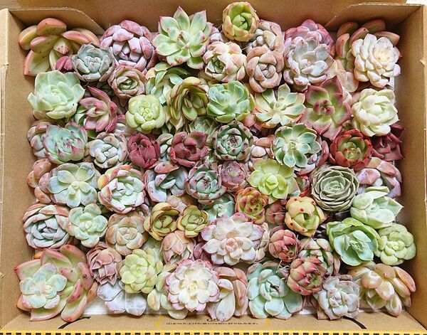 25062708 多肉植物 エケベリア 100個以上 寄せ植えセット カット苗 詰め合わせ